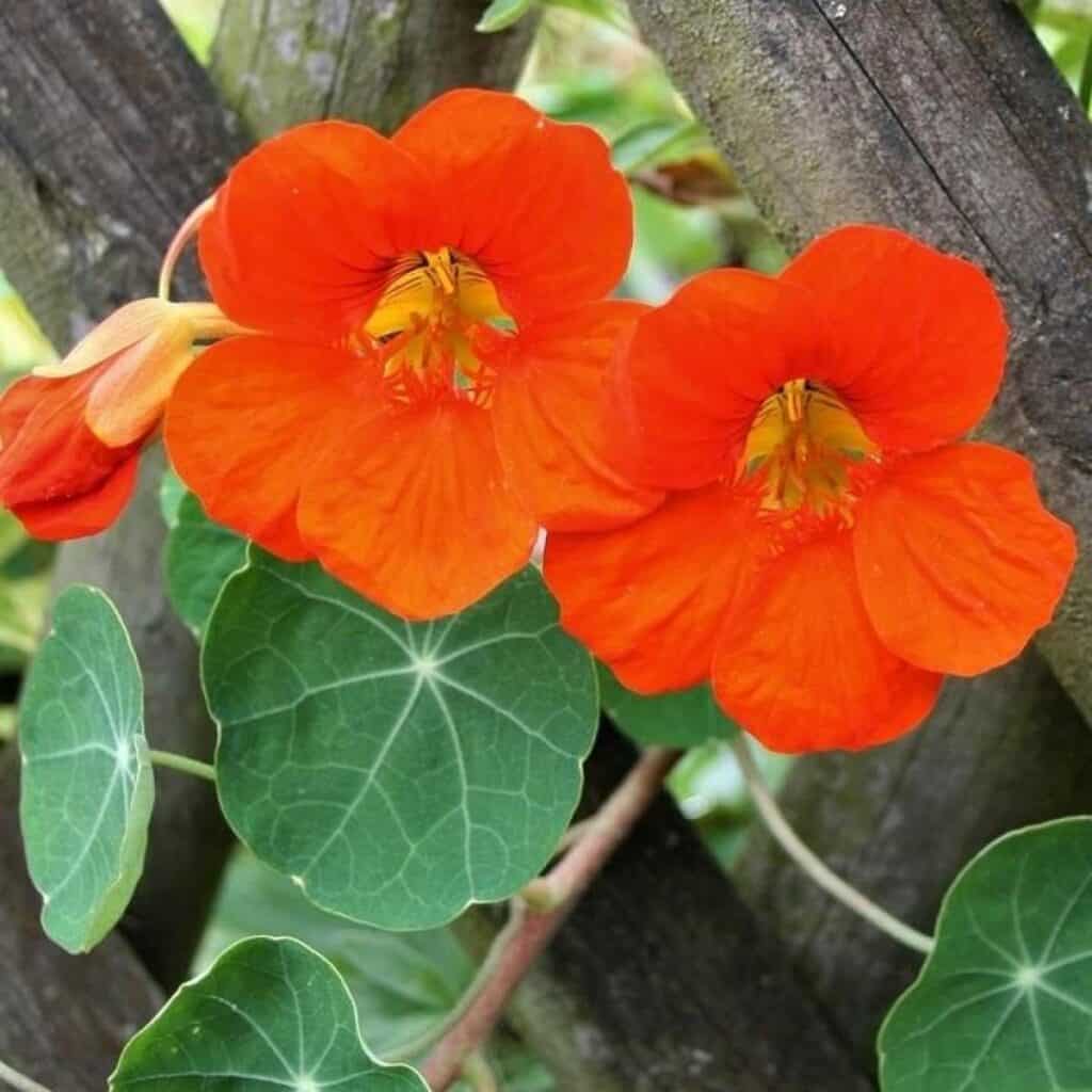 Nasturtium Flower Tincture 4.2 oz jar