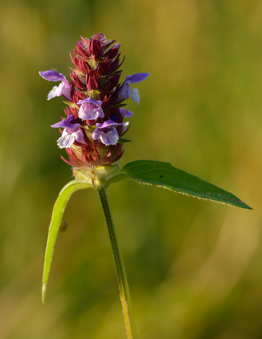 Self Heal